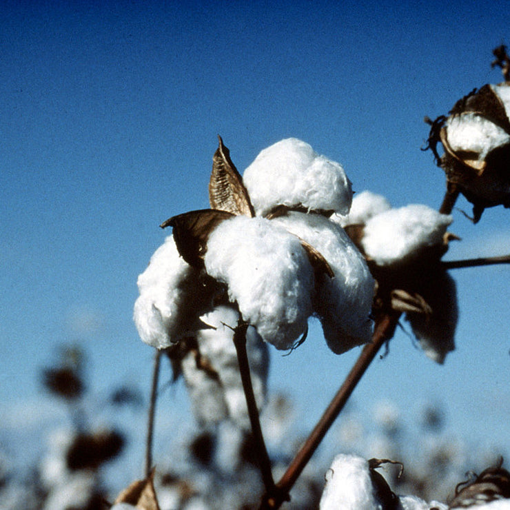 cotton bepflanze im Natur